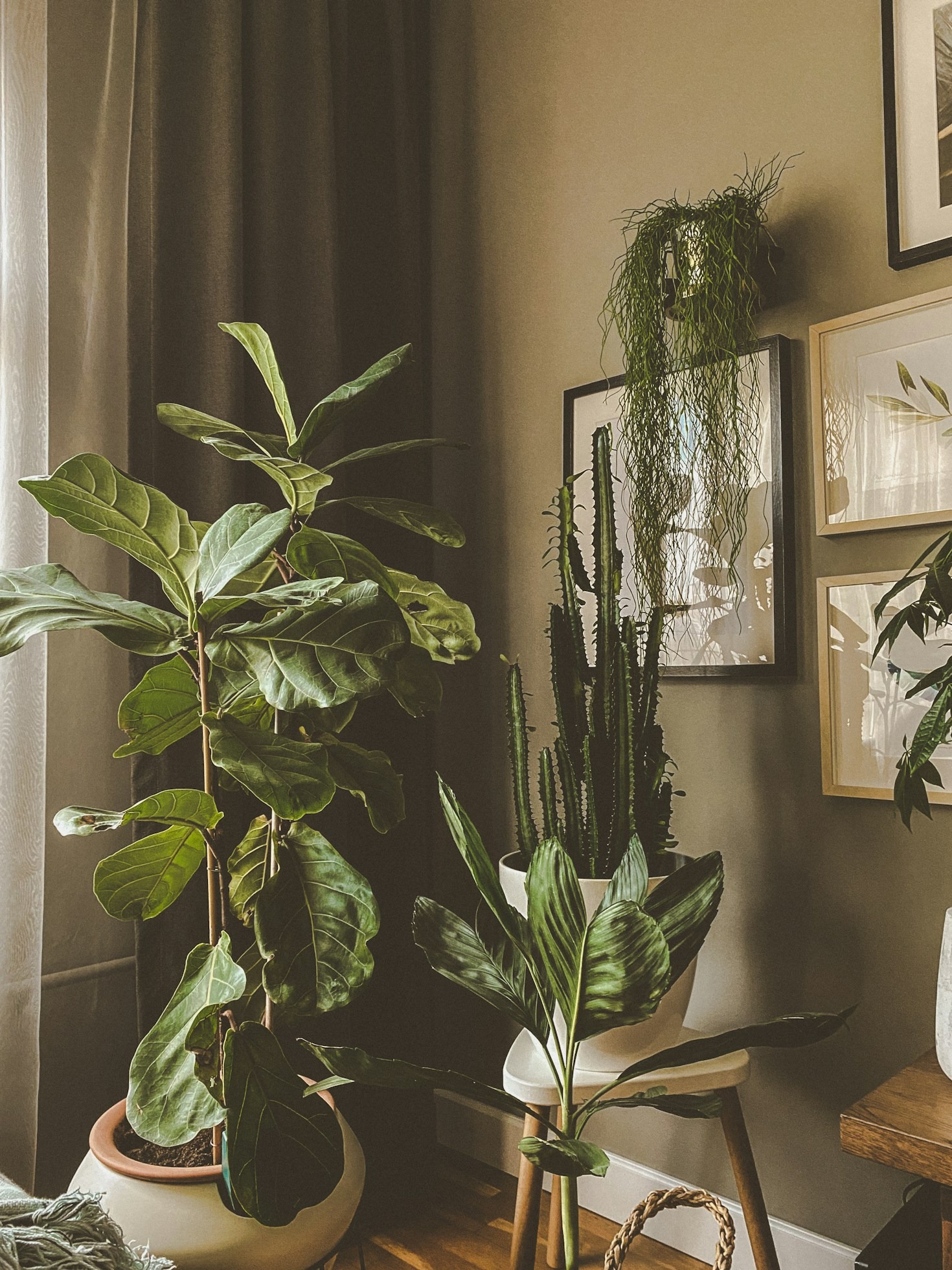 Top Flowering Plants to Elevate Your Kolkata Balcony Garden
