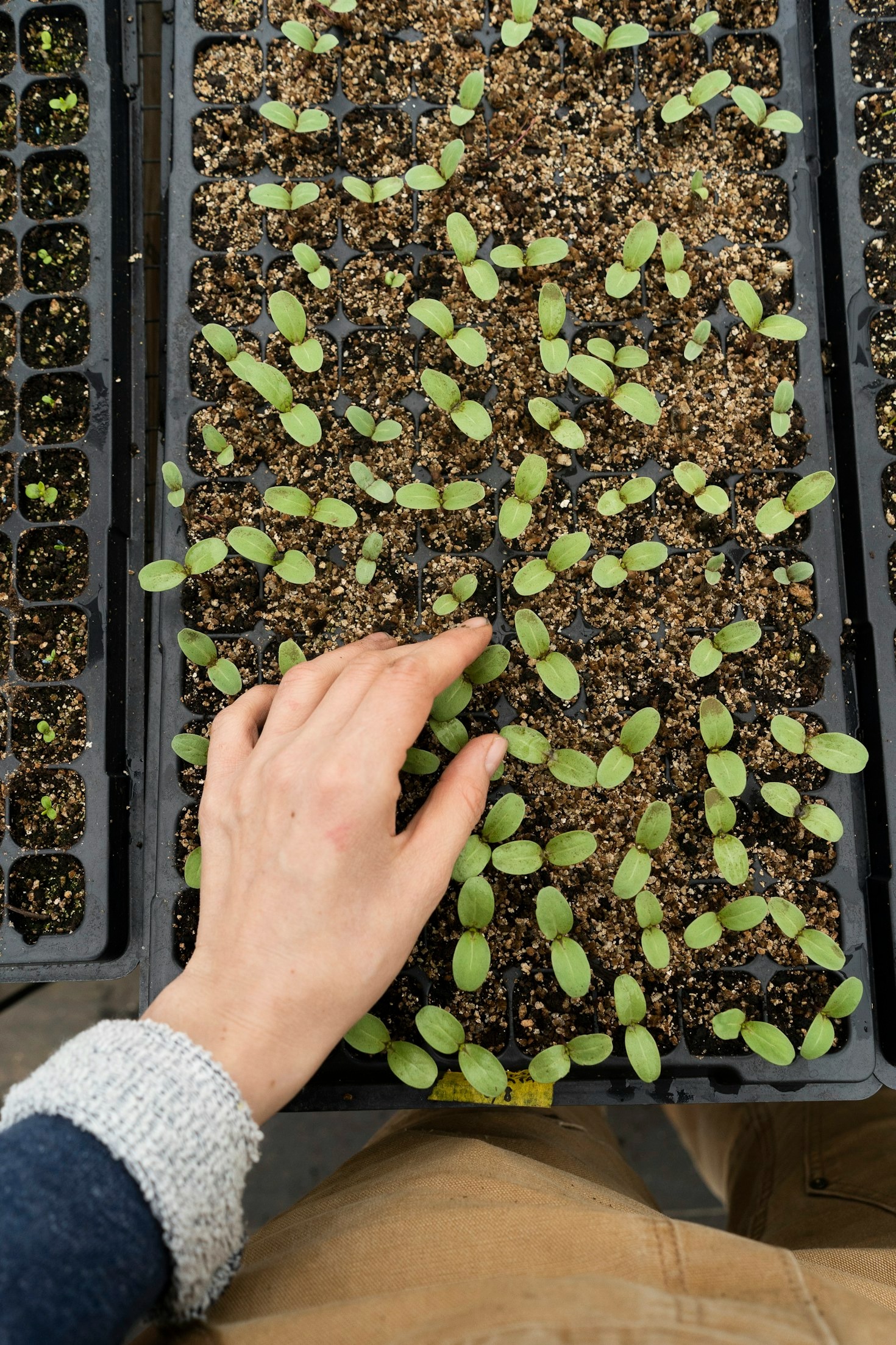 Behind the Scenes: A Look into Our Asexual Propagation Process