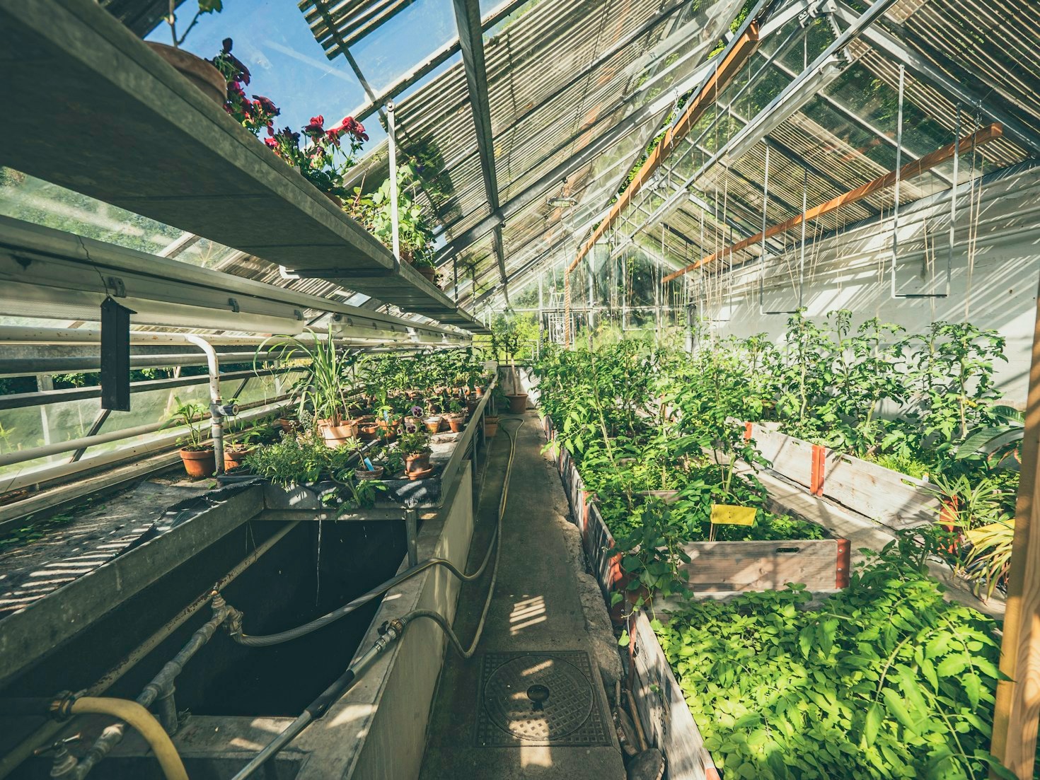 Cinema and Botany: How Filmmakers Capture the Botanical World
